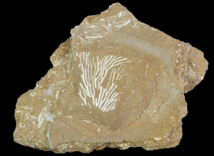 Ordovician Bryozoan (Pseudohornera) Plate - Estonia #89746